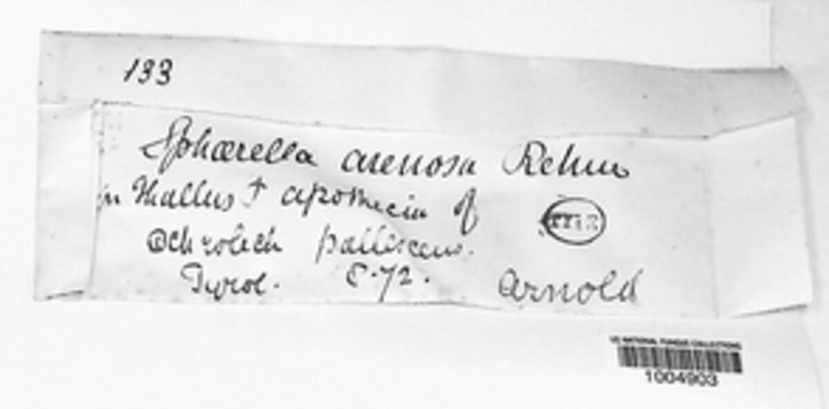 Sphaerellothecium araneosum image